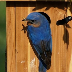 Bird Feeders