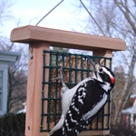 Single Suet Feeder