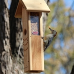 Woodpecker Feeder