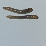 Small Mealworms