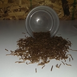 Mini Mealworms