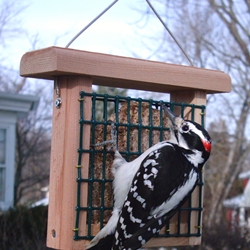 Single Suet Feeder