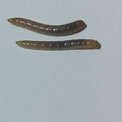 Small Mealworms