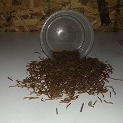 Mini Mealworms